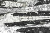 Polished Orthoceras (Cephalopod) Plate - #68369-3